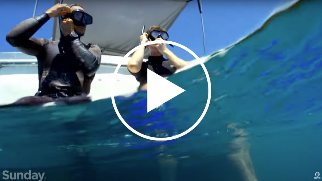 Caulerpa Story Video-1