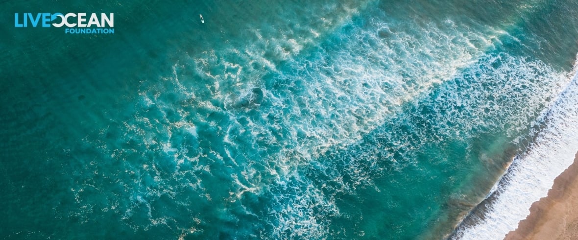 Caulerpa eDM Banner-1